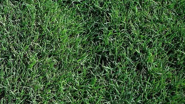 grama-bermudas-gramalinda grama-bermudas-gramalinda