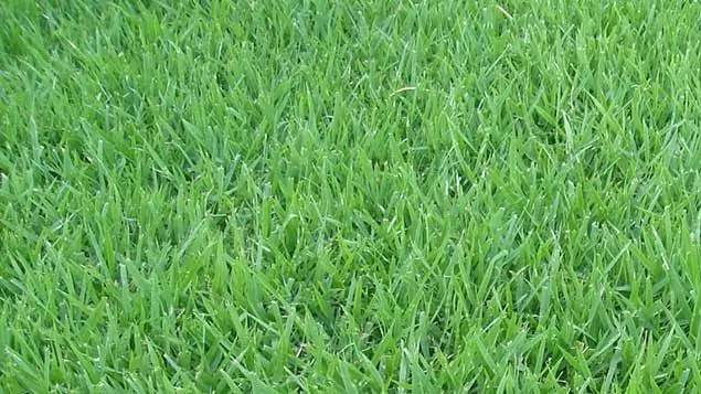 grama-esmeralda-gramalinda grama-esmeralda-gramalinda