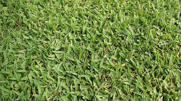 grama-santo-agostinho-gramalinda grama-santo-agostinho-gramalinda